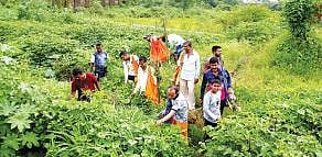 पिठोरी पूजनासाठी वनस्पती होतायेत लुप्त; भाविकांची धावाधाव