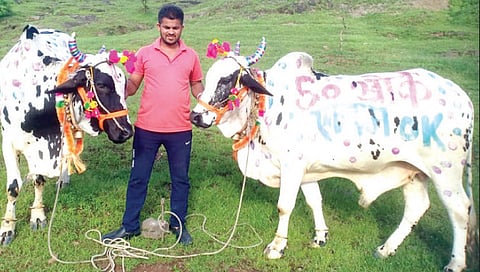 नाशिक : ‘पन्नास खोके एकदम ओके’ सत्तांतर नाट्याचे पोळा सणावरही पडले पडसाद