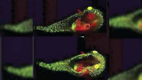 चक्क रेडियमसारख्या चमकणार्या डोळ्यांचे मासे