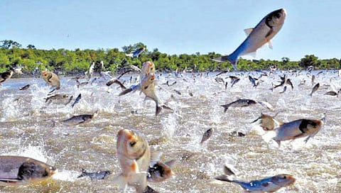 अमेरिकेत रंगते पाण्याबाहेर उडणारे मासे पकडण्याची स्पर्धा