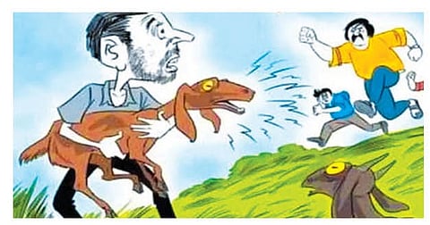 निमगाव केतकीतून 10 शेळ्या चोरीला