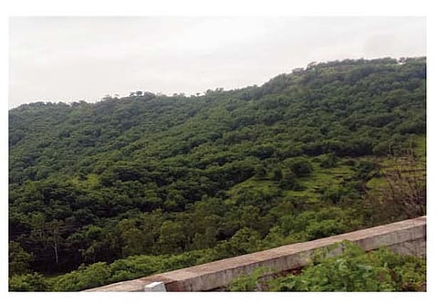 गुळूंचवाडी घाटमाथ्यावर हिरवाईने नटलेला डोंगर. (छाया : सुरेश भुजबळ)