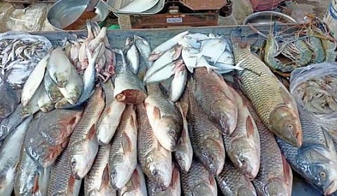 सुरमई, रावस, पापलेट महागला; बाजारात मासळीची आवक कमी