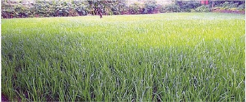 मावळात दडी मारलेल्या पावसाने पुन्हा हजेरी लावली असून, भात पिकाला जीवदान मिळाले आहे.