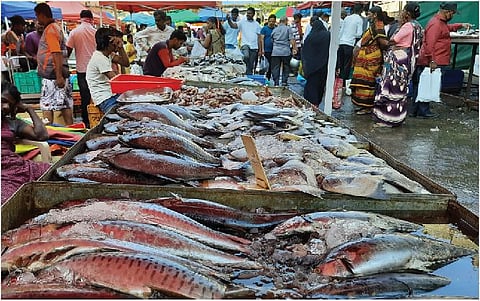 गणेश पेठ येथील मासळी बाजारात मासळीची खरेदी करताना ग्राहक.