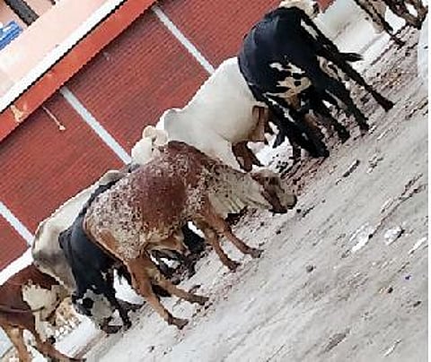 दौंडमधील मोकाट जनावरांचा बंदोबस्त करण्याची मागणी