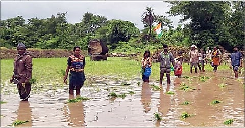 शिवापूर (ता. हवेली) परिसरात भात लावणी करताना आदिवासी बांधवांनी तिरंगा फडकविला.