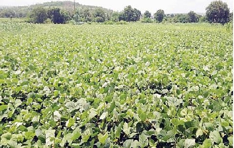 नगर तालुका बनणार कांद्याचे आगार..! 50 हजार हेक्टर क्षेत्रात खरीप पिकांची पेरणी