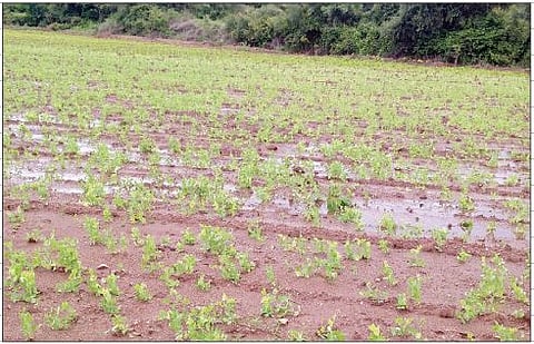 दिवे (ता. पुरंदर) येथे सततच्या पावसामुळे पिकात साचलेले पाणी.