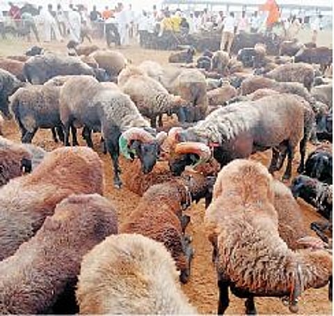 बाळूमामाच्या मेंढ्या शिर्सुफळ येथे दाखल झाल्या आहेत.