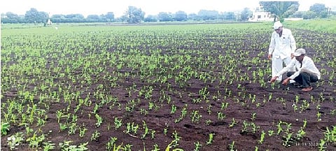 चांबळीत पिकात पाणी घुसल्याने शेतकरी चिंतित झाले आहेत.