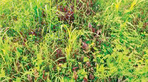 महाळुंगे पडवळ येथे बीट पिकात पाणी साचल्याने उगवलेले तण.