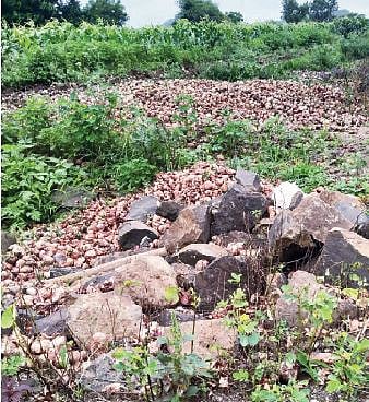 वातावरण बदलांमुळे फेकण्यात आलेला कांदा.