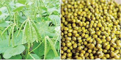 पुणे : नव्या मुगाच्या आगमनामुळे दरात घसरण; राजस्थान मटकीही उतरली