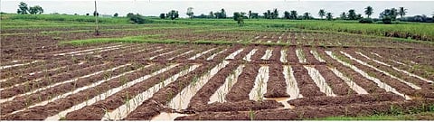 लाटे येथील उसाच्या लागवडीत साचलेले पाणी. (छाया : अनिल तावरे)