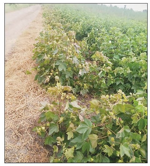 राहुरी : विषारी औषध फवारल्याने करपलेले कपाशीचे उभे पीक.