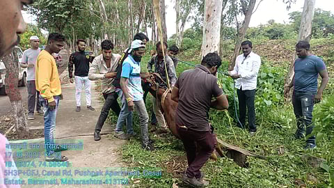 चेंबरमध्ये पडलेल्या गाईला सुरक्षितपणे बाहेर काढताना पालिकेच्या आरोग्य विभागाचे अधिकारी-कर्मचारी.