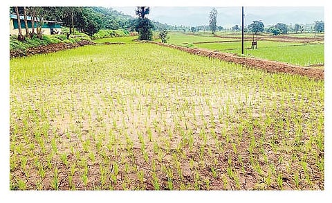 पावसाने दडी मारल्याने खाचरे कोरडी पडून भात पीक पिवळे पडू लागले आहे.