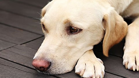 नाशिककरांनो, कुत्रापालनाचा परवाना नसेल तर आता भरावा लागेल दंड