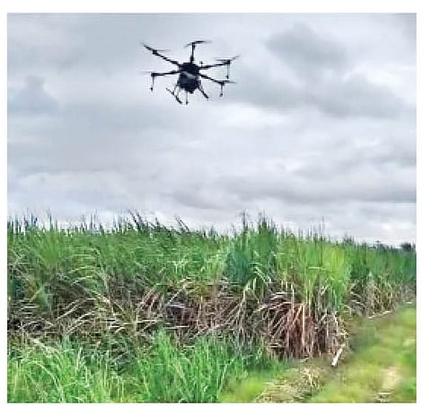 ऊस शेतामध्ये ड्रोनद्वारे फवारणी करण्यात आली.