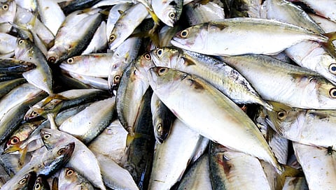 सांगली : मासे मृत्यू प्रकरण: ‘एनजीटी’ने अहवाल मागवला