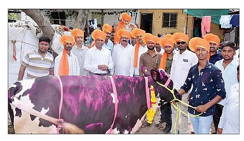 कोपरगाव : चांदेकसारे येथील विक्रमी किमतीची गाय व पालन करणारे संतोष लांडगे आदी.