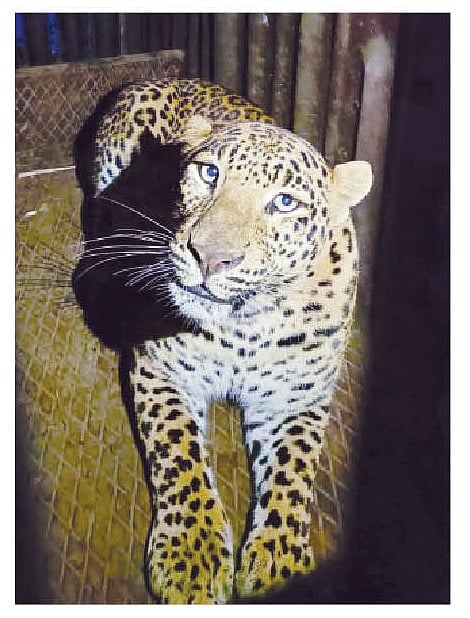 नाशिक : पडक्या घरातून डरकाळी जेरबंद