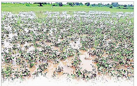 Nagar news : मागील वर्षाची नुकसान भरपाई मिळेना