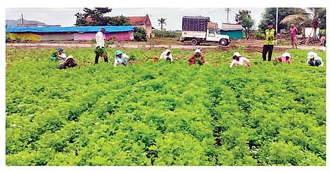 वळती येथे कोथिंबिरीच्या पिकाची काढणी करताना शेतमजूर.