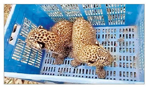 पुणे : राजुरीत आढळले बिबट्याचे बछडे