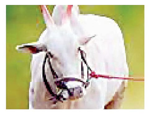 नगर : नागलवाडीत गोठ्यातून जनावरांची चोरी