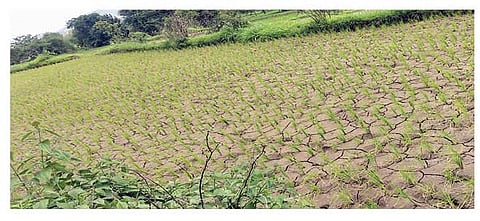 पौड येथे भातलावणी केलेल्या शेतात पाण्याअभावी पडलेल्या भेगा. (छाया : दीपक सोनवणे)