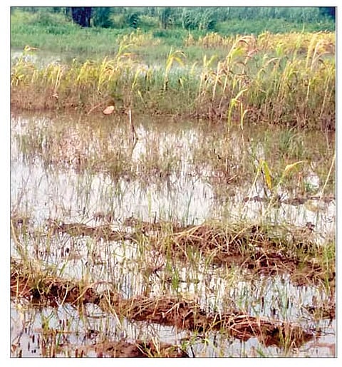 नेवासा : जायकवाडीच्या नदीकाठच्या जमिनीतील पिकांच्या झालेल्या नुकसानीचे छायाचित्र. (छाया : कैलास शिंदे)