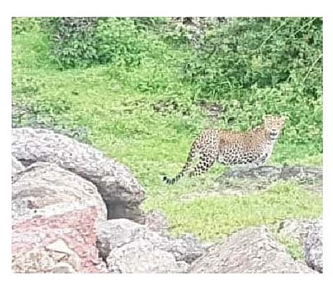 साकुर्डे-कवडेवाडी-पिंगोरी(ता. पुरंदर) या रस्त्यावर दिसलेला बिबट्या.