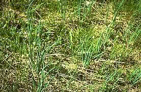 नगर : रान गवतामुळे जनावरांमध्ये विषबाधा