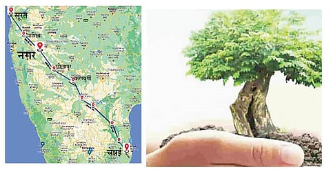 नगर : रात्रीतून उगावताहेत शेतात झाडे..!