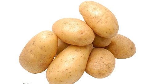 सांगली : बटाटा उत्पादकांना गंडा