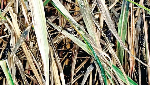 सांगली : उसाला मावा, हुमणीचा फटका