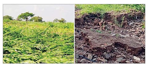सराटी परिसरात पावसामुळे भुईसपाट झालेले कडवळाचे पीक. दुसर्या छायाचित्रात वाहून गेलेला बांध.