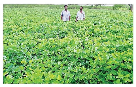 बावडा येथे शेतकरी सूरज जगताप यांचे बहरलेले सोयाबीन पीक.