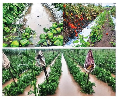 तरकारी पिकात साठलेले पाणी. तरकारीचे झालेले नुकसान.