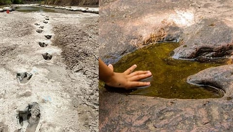 Dinosaur Footprints : दुष्काळामुळे आटलेल्या नदीपात्रात आढळले डायनासोरच्या पायांचे ठसे