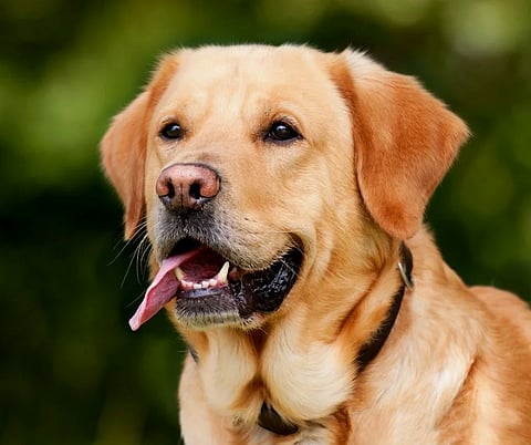 हिंजवडी : डॉग केअर सेंटर हटवा, कासारसाई ग्रामस्थांची मागणी