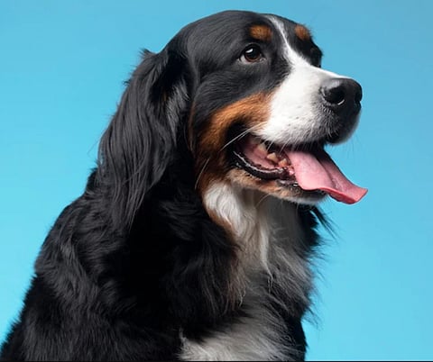 World Dog Day Special