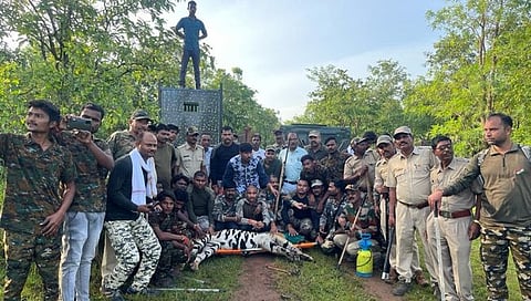 ब्रह्मपुरी तालुक्यात दोघांना ठार करणारा पट्टेदार वाघ जेरबंद