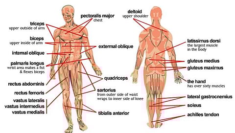 Health : स्नायू बळकट असणे का महत्त्वाचे आहे?