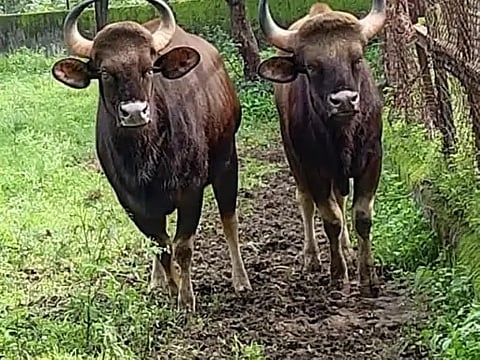 पुणे : तरस अन् गव्याची जोडी झाली ‘पुणेकर’