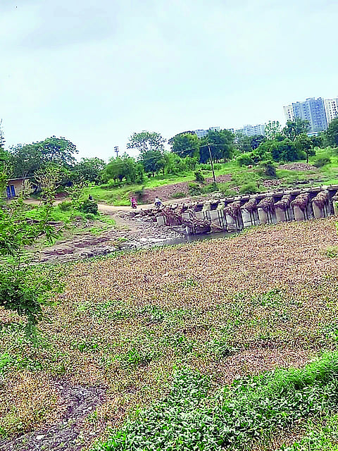 मोशी बंधार्यात जलपर्णी अडकली, परिसरात दुर्गंधी