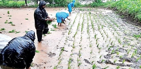 पाऊस थोड्या प्रमाणात चालू झाल्याने चारसूत्री भात लागवडीची लगबग