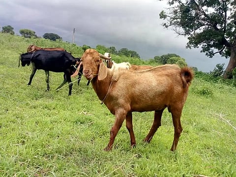 पारगाव : मेंढपाळांची चार्याची चिंता मिटली